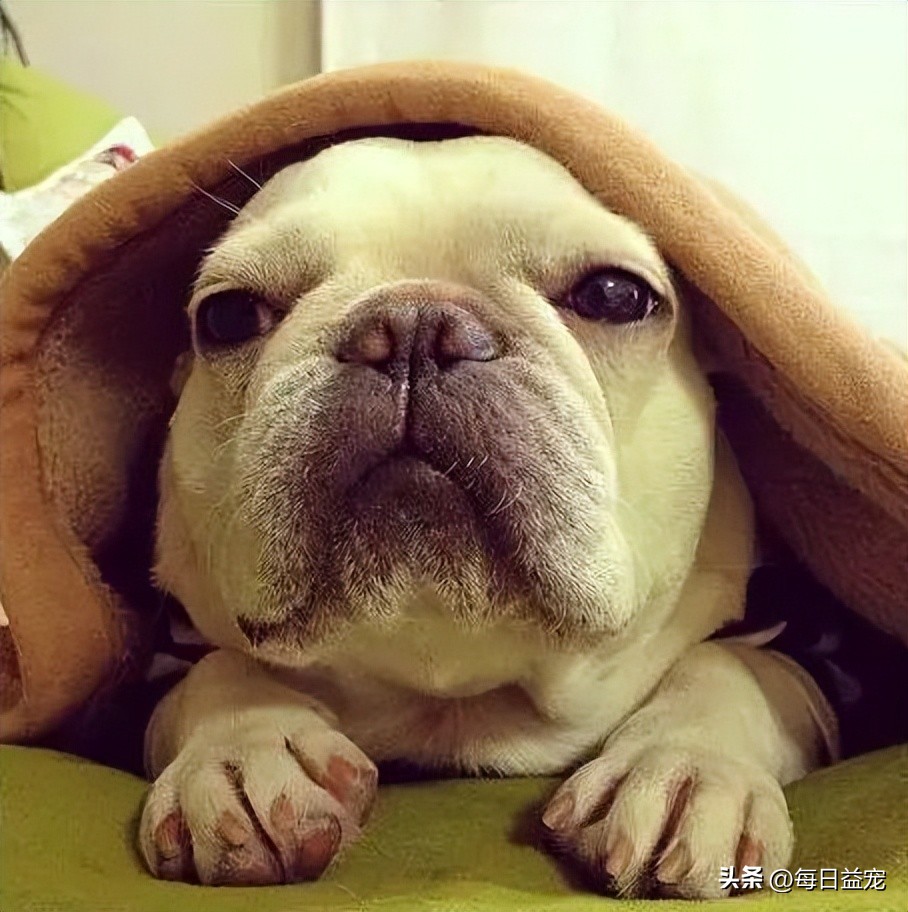 狗狗饮水禁忌多5大禁忌绝不能犯,给狗狗喝水的3大误区