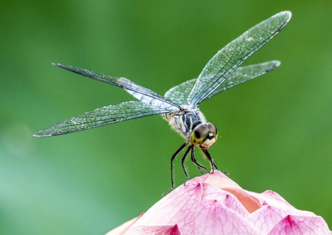 蜻蜓为什么能活过四次大灭绝,为什么现在很少见成群的蜻蜓