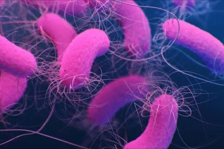 弯曲杆菌在什么地方有,弯曲杆菌有什么用