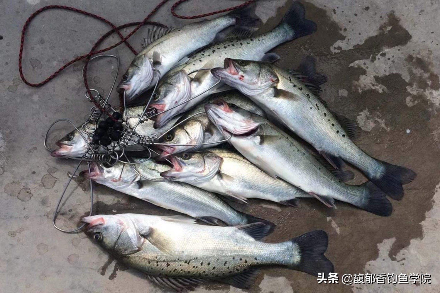 11月海鲈鱼怎么钓,九月钓淡水鲈鱼最佳时间