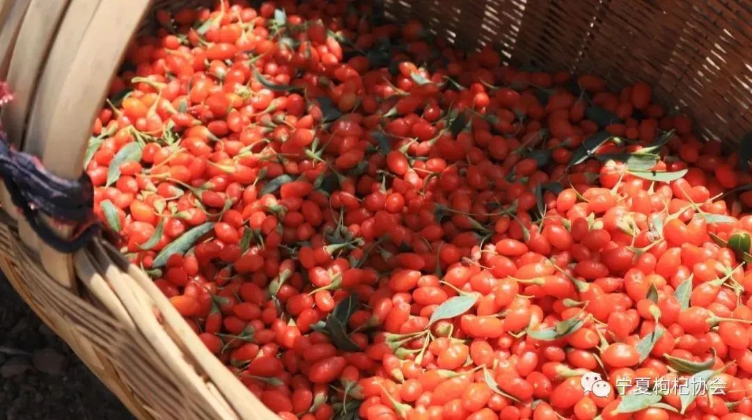 品牌打造贵在持续！宁夏枸杞不断拓展国内外“朋友圈”