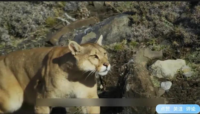 好可怜母狮因受伤不能捕猎,母狮辛苦捕猎却被它夺走