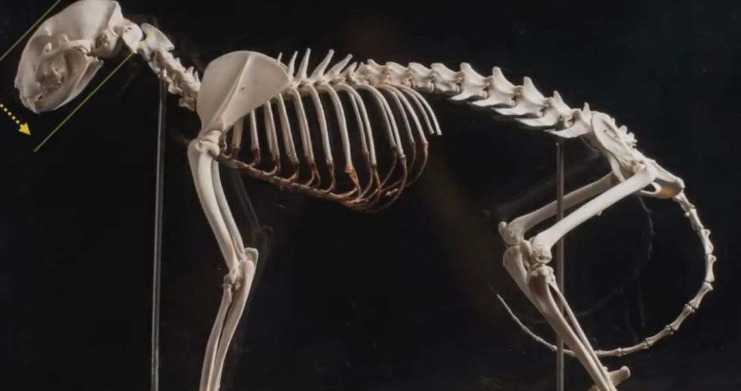 液体猫究竟是怎么一回事儿？原来它3000万年只干这一件事