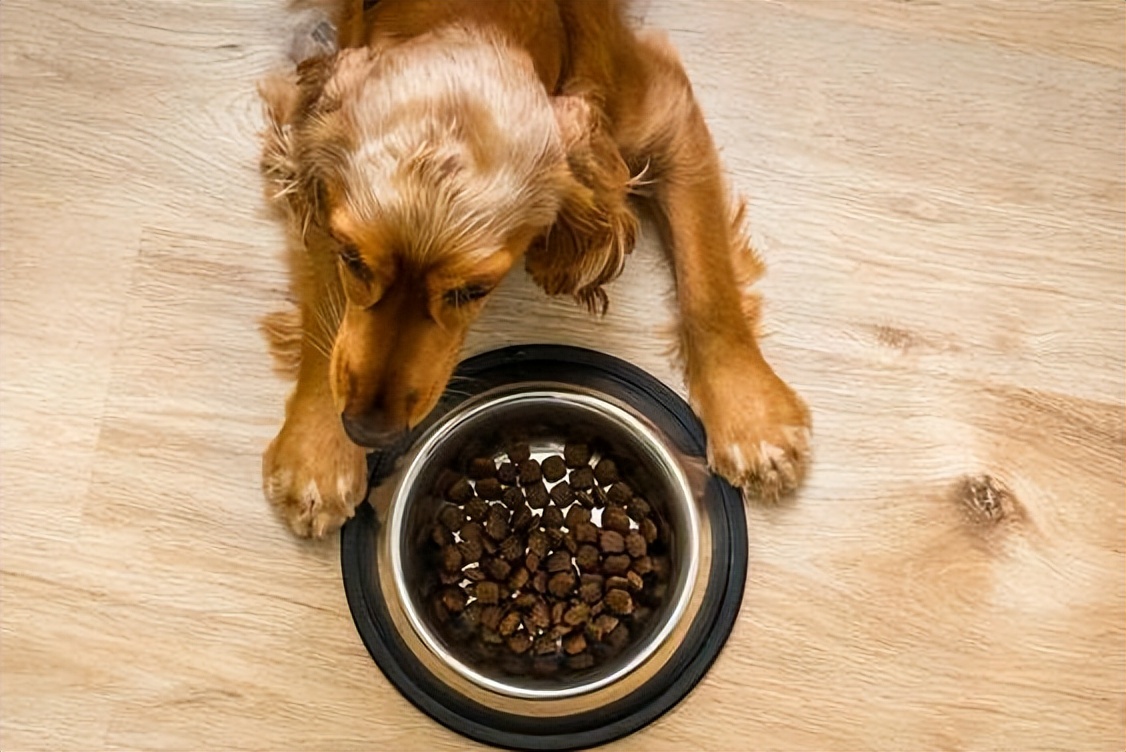 为什么狗狗不喜欢强制跟主人亲亲,狗狗不亲近其他人