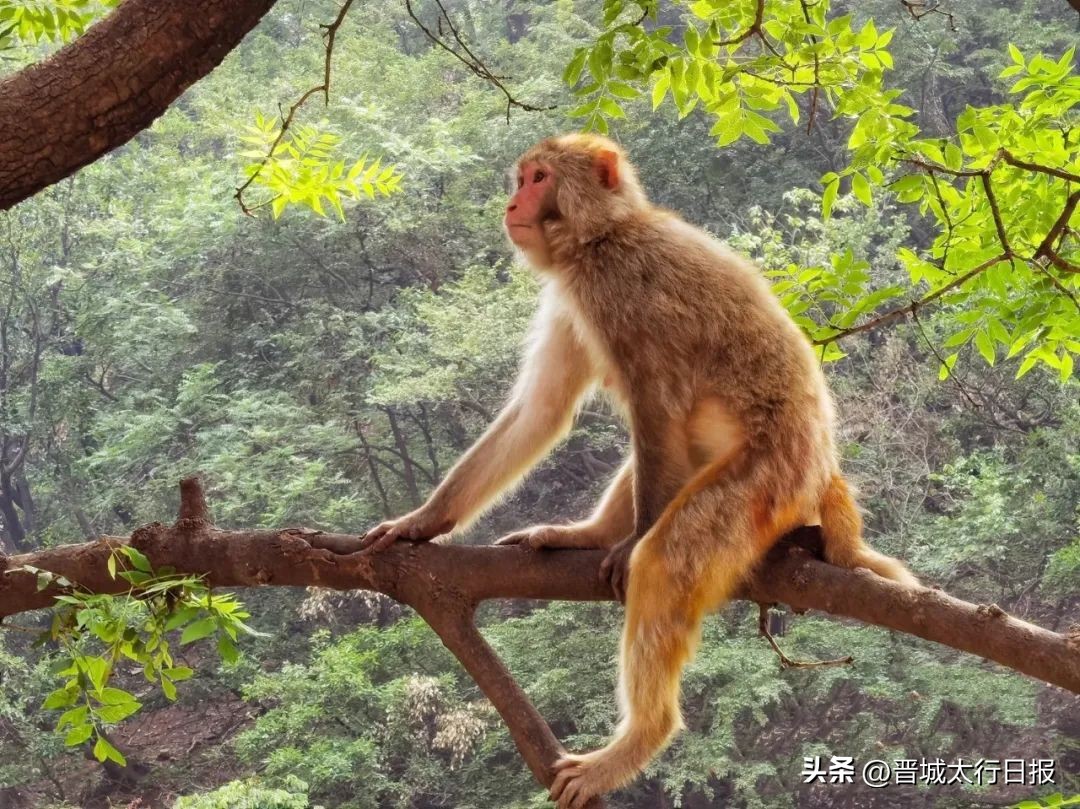 聚焦康养大会｜妙境天成仙山圣水——蟒河生态旅游区