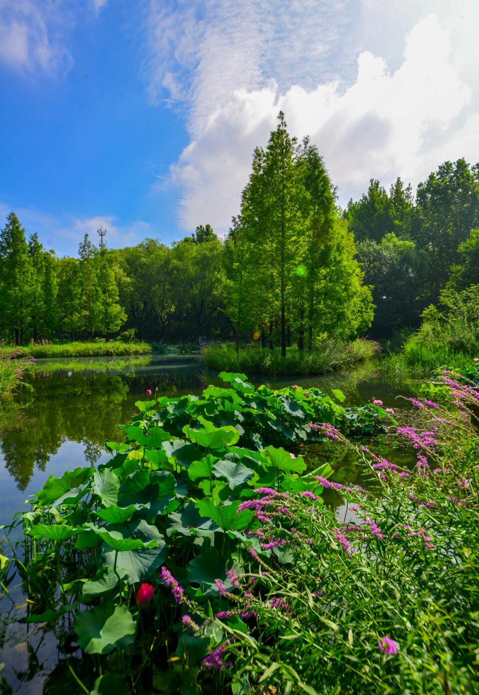 济南体验泉城天然氧吧,济南天然氧免费景点
