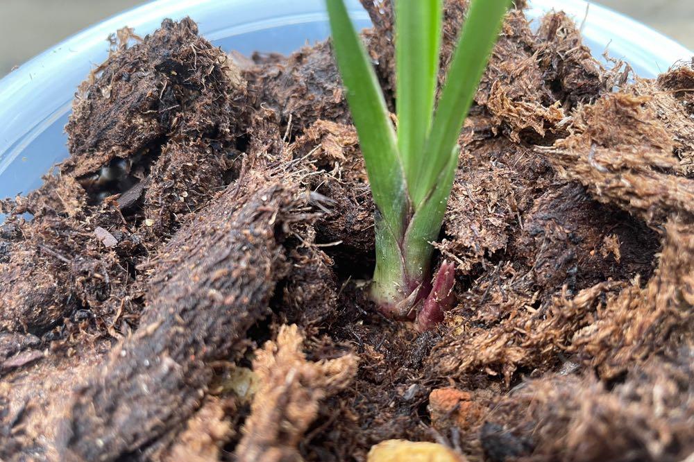 网上几十一苗的国魂兰花是真的吗,2023国魂兰花一苗要多少钱