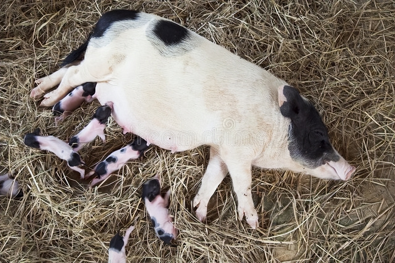 养猪户的技巧和方法,农家养猪小诀窍