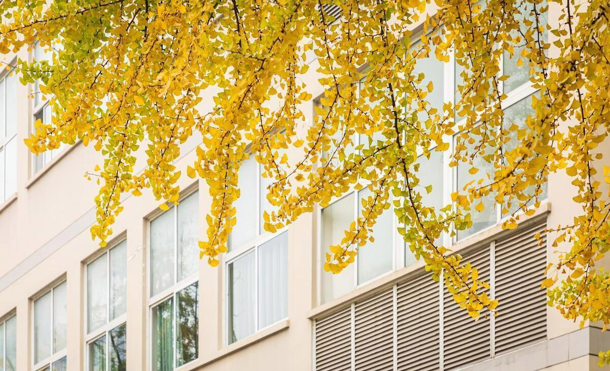 计算机985校招薪资,上海985应聘华为