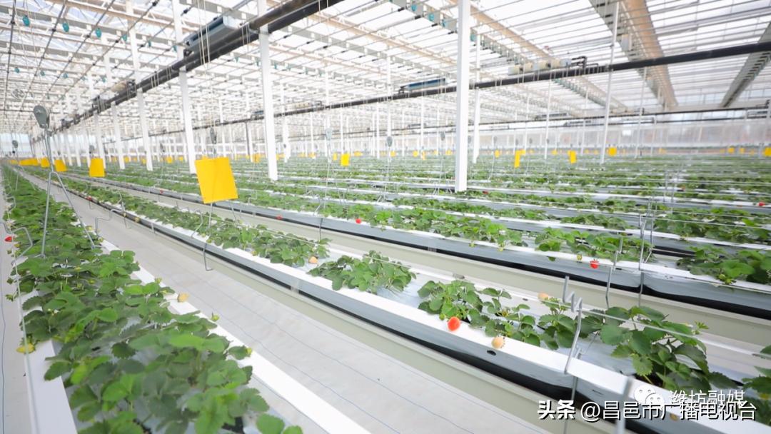 总要来趟潍坊昌邑吧！