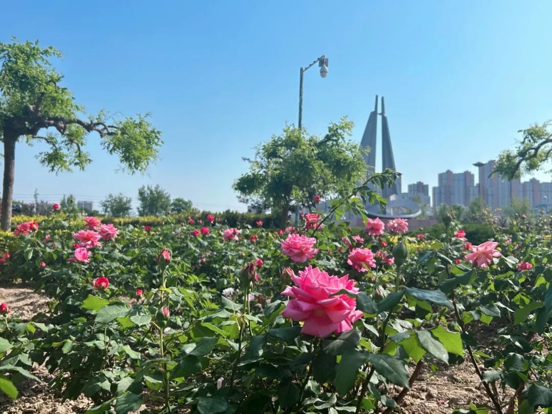 400多万株鲜花扮靓省会迎五一,盛装喜迎春暖花开