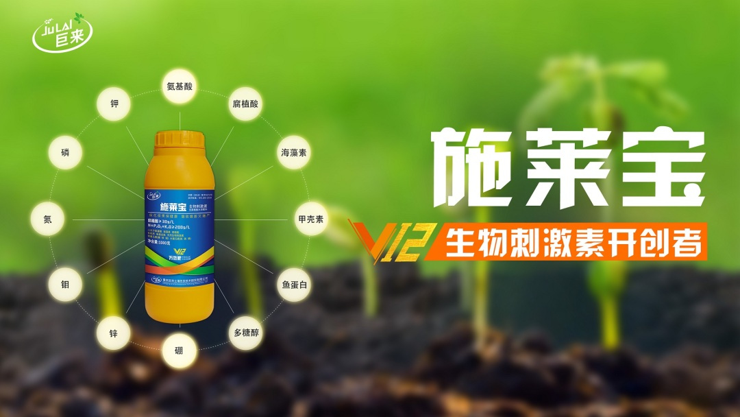 蓝莓大果哪个品种早熟,蓝莓大果新品种