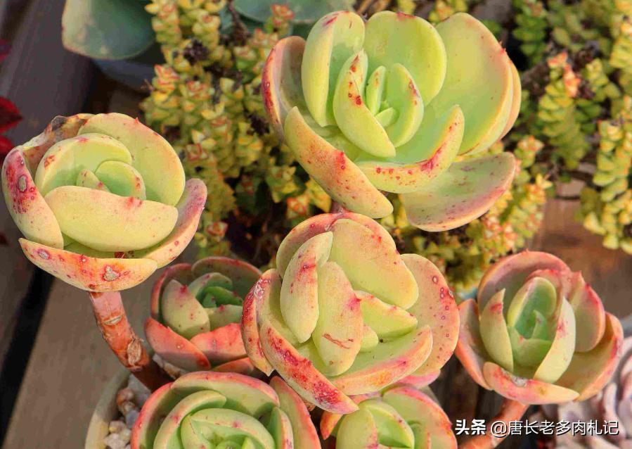 碧桃多肉怎么服盆,碧桃多肉耐不耐冻