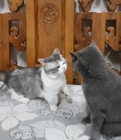 猫界最好养的猫是什么猫,什么猫寿命最短最好养