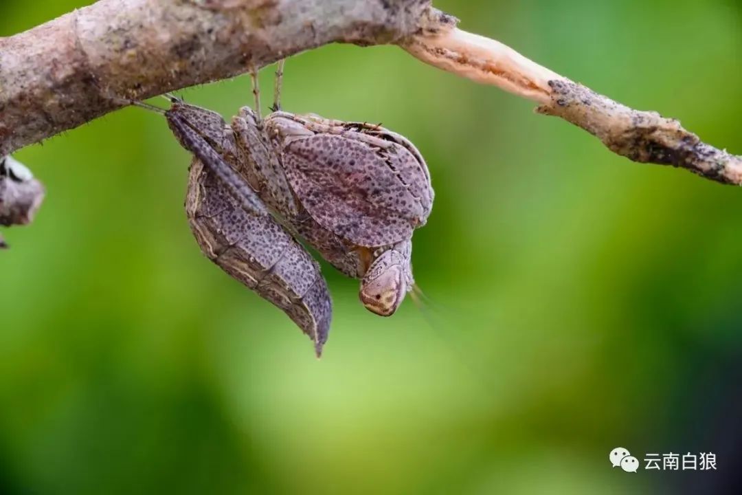 学校突然出现诡异的虫子,女生宿舍惊现不明虫