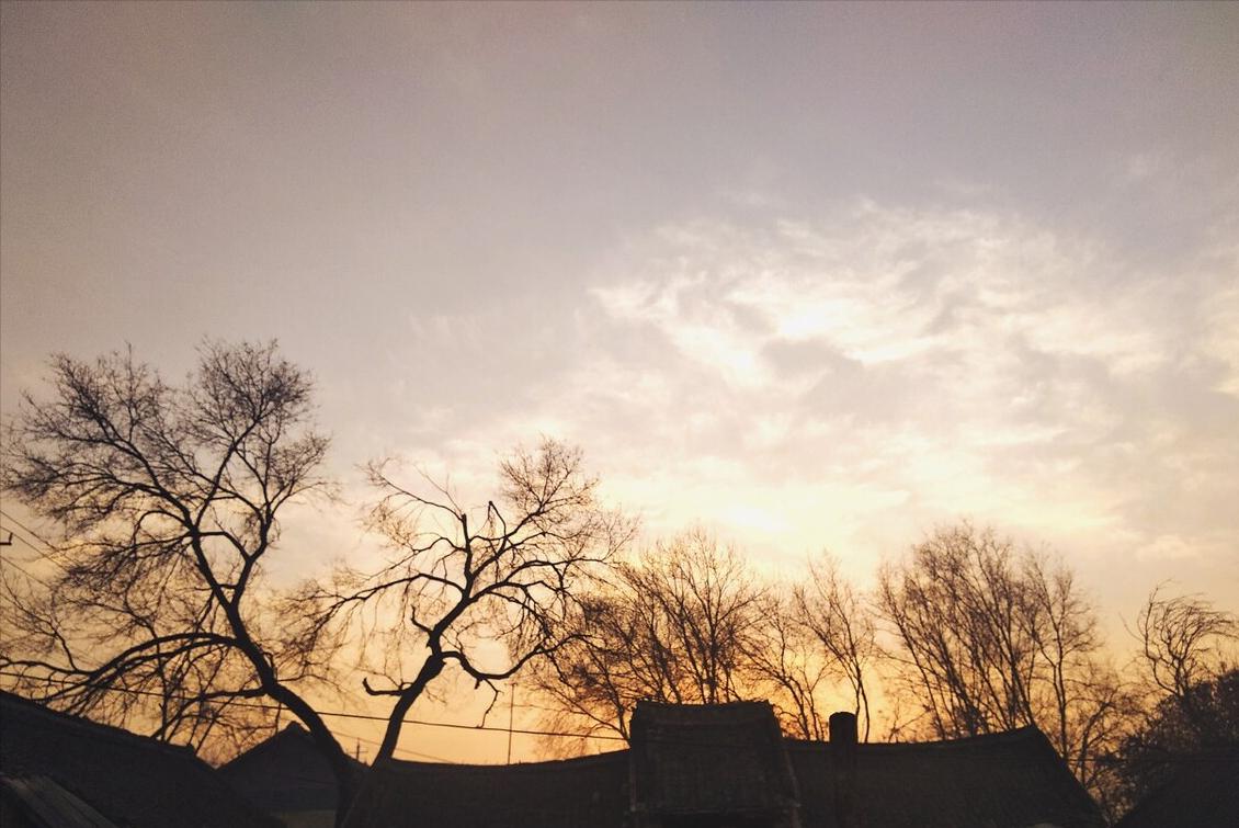 房前屋后什么树好,屋后有一棵大树好不好