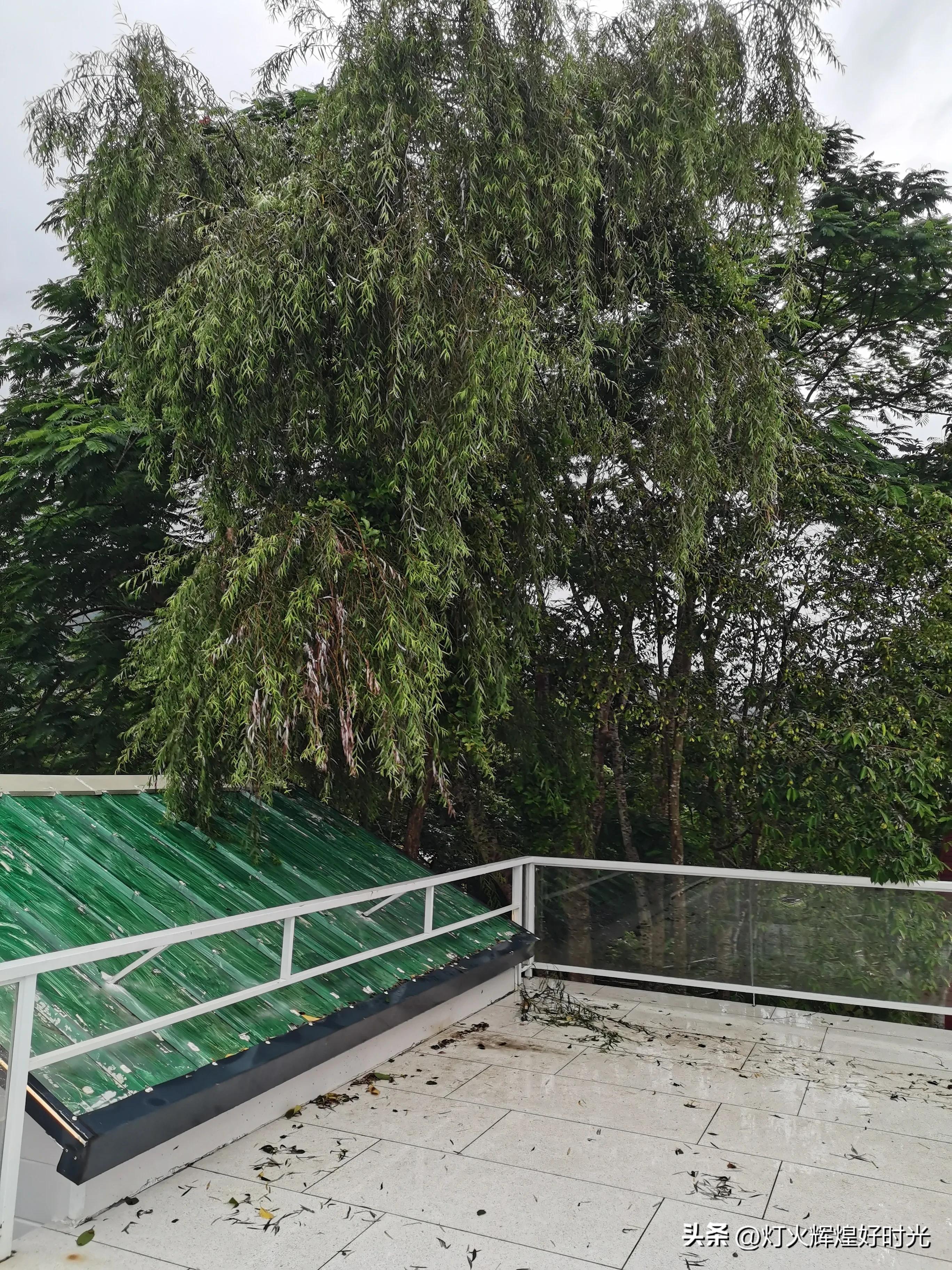 夏日掠影,雨天花开,人见人爱