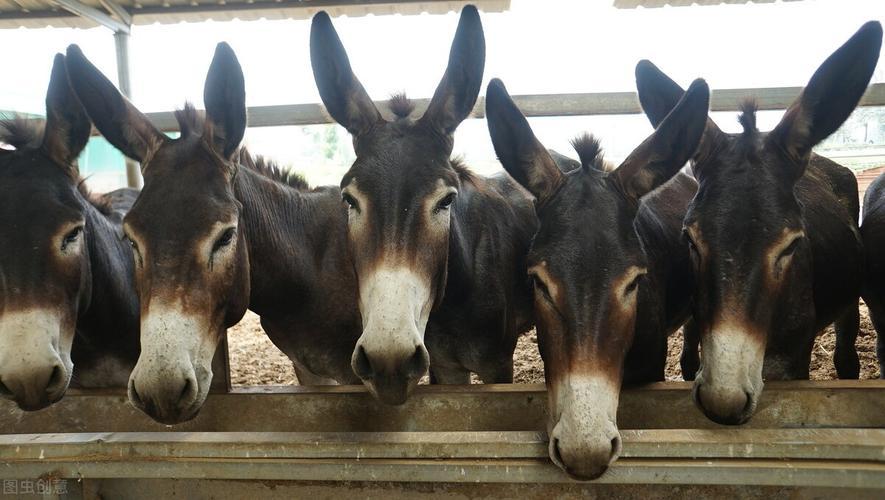 驴驱虫健胃,驴驱虫药多长时间见效