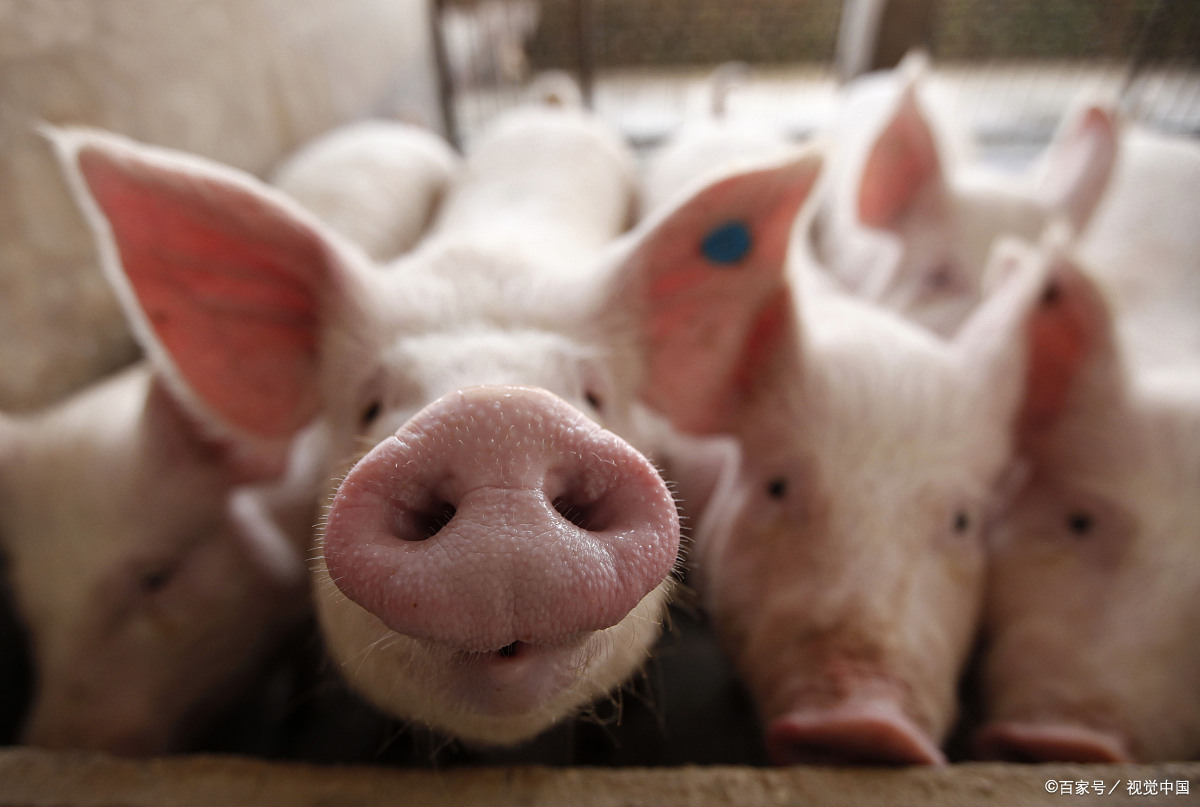 猪长癞子怎么办,猪长红疙瘩用什么药治疗站不起来