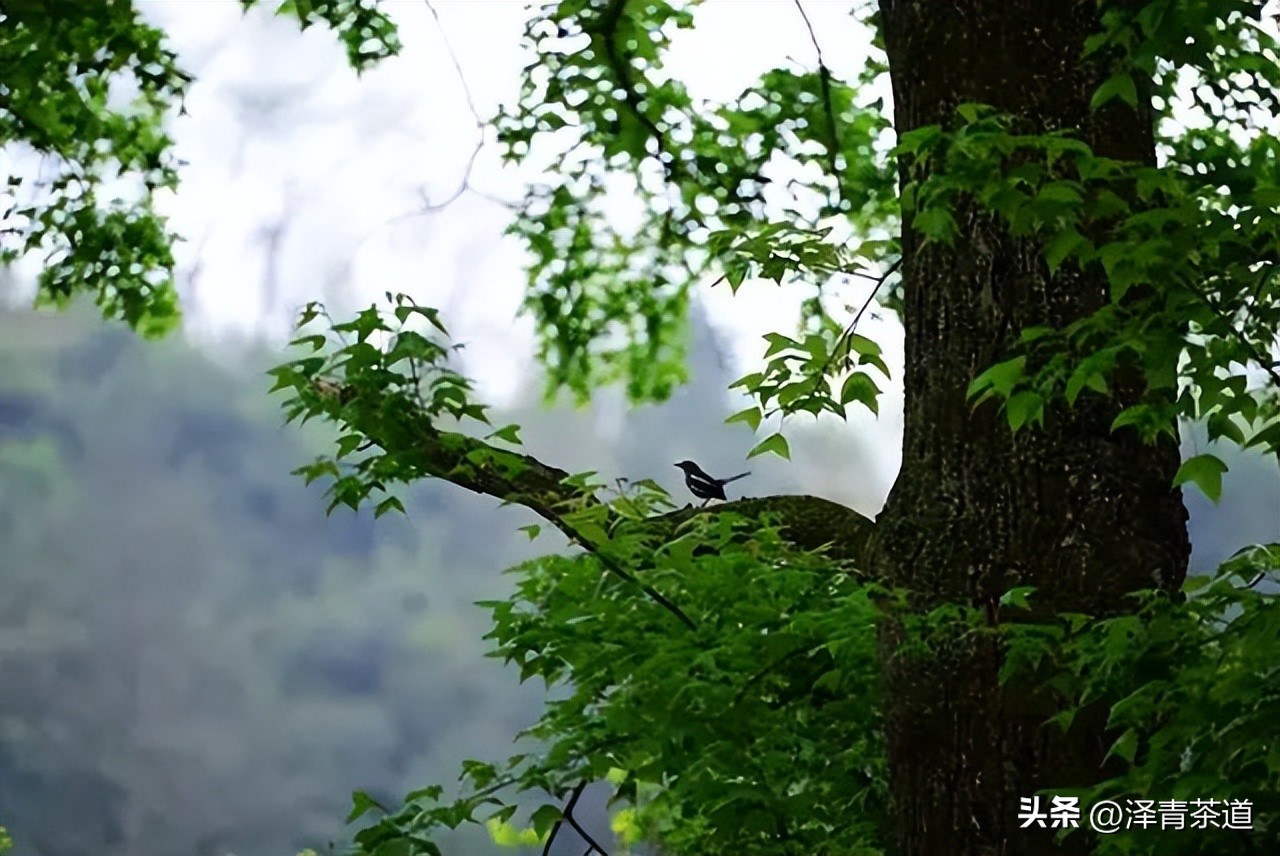 夏至蝉始鸣半夏生全文,夏至蝉始鸣半夏生什么意思