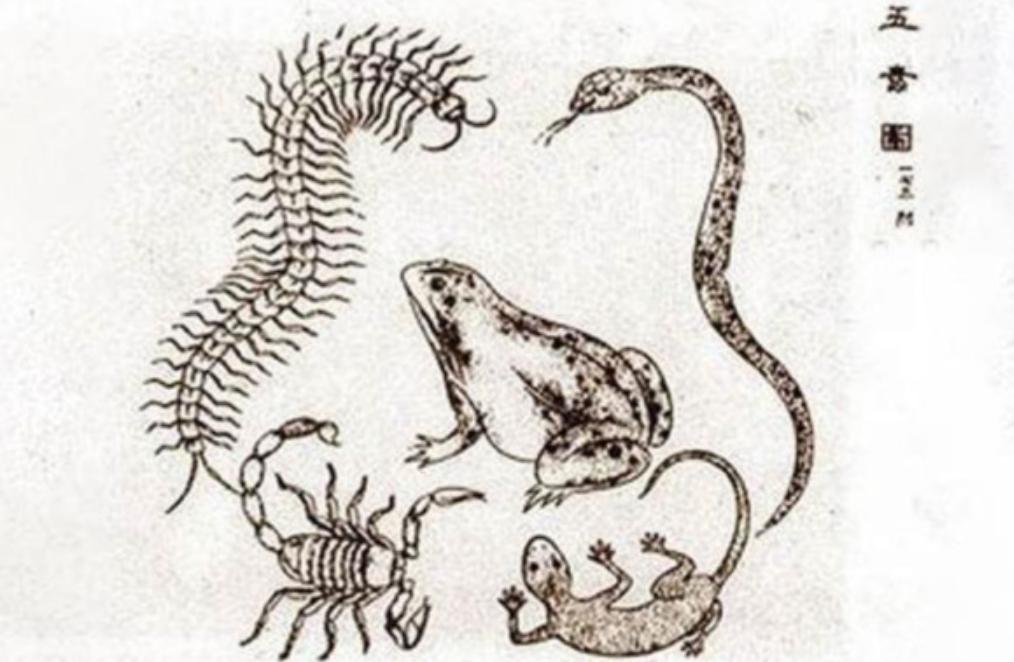 壁虎现实有那么毒么,人畜无害的壁虎为什么会列入五毒