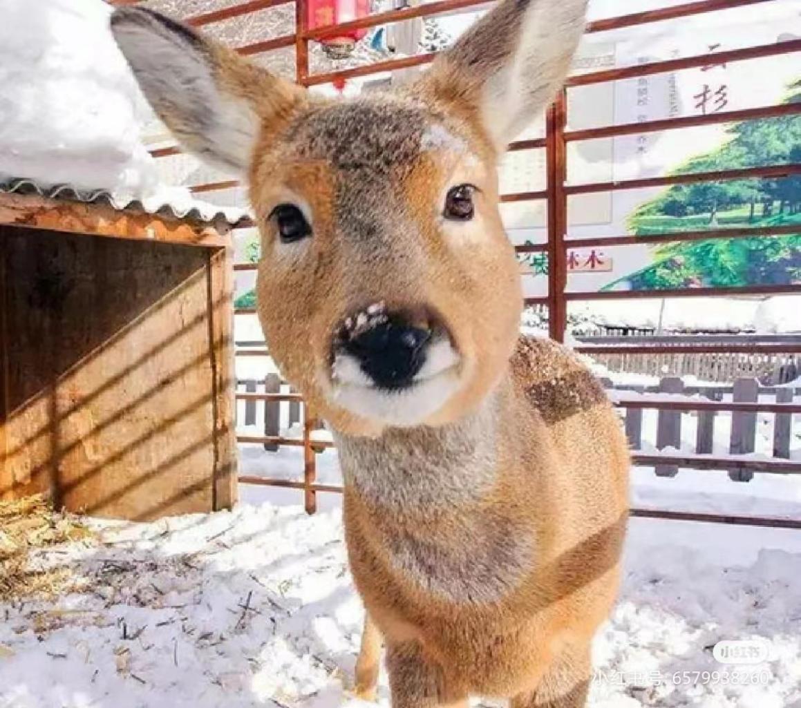 吉林男子野外捡鹿,吉林男子捡到小鹿