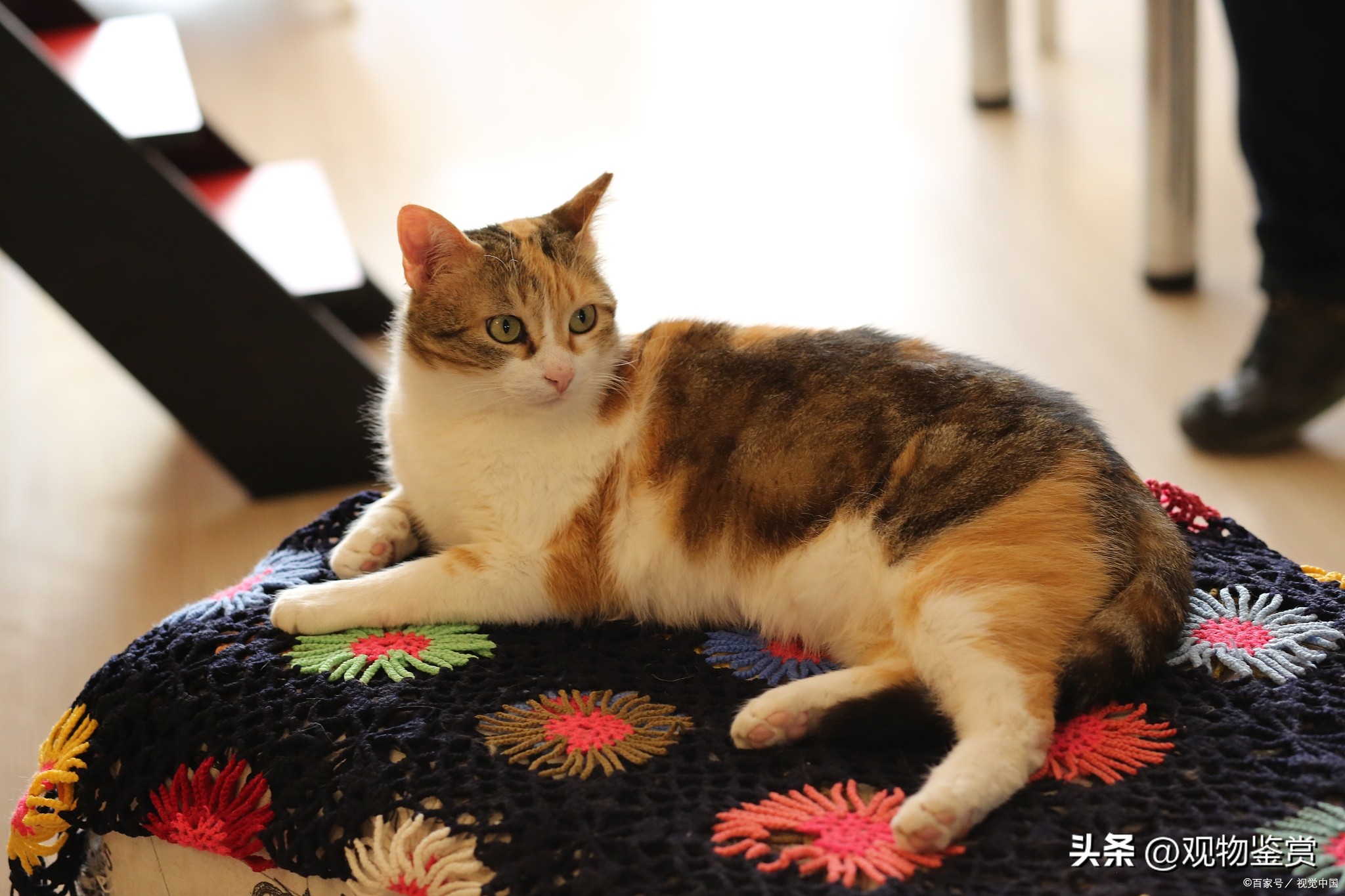 宠物三花猫和田园三花猫区别,三花猫三色代表什么