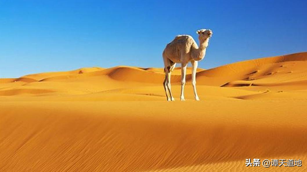 你不知道的国家冷知识沙特篇,沙特的冷知识100条