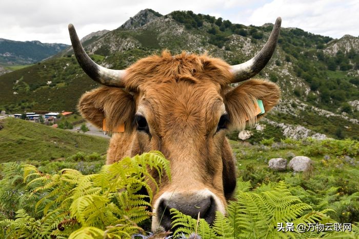 标普500进入熊市a股会怎样,标普500涨对股市有什么影响