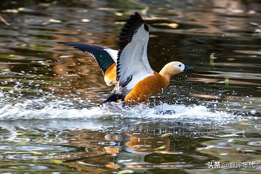 佳能最强的微单相机：30张/秒连拍，体育赛事，野生动物拍摄神器