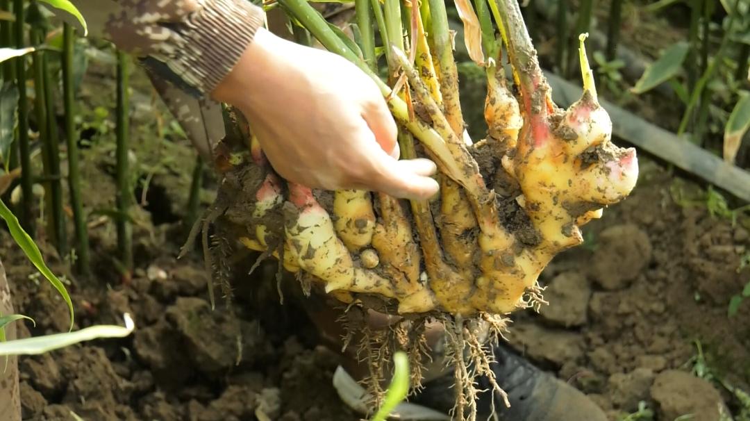 种植生姜能致富吗,种植生姜致富新亮点