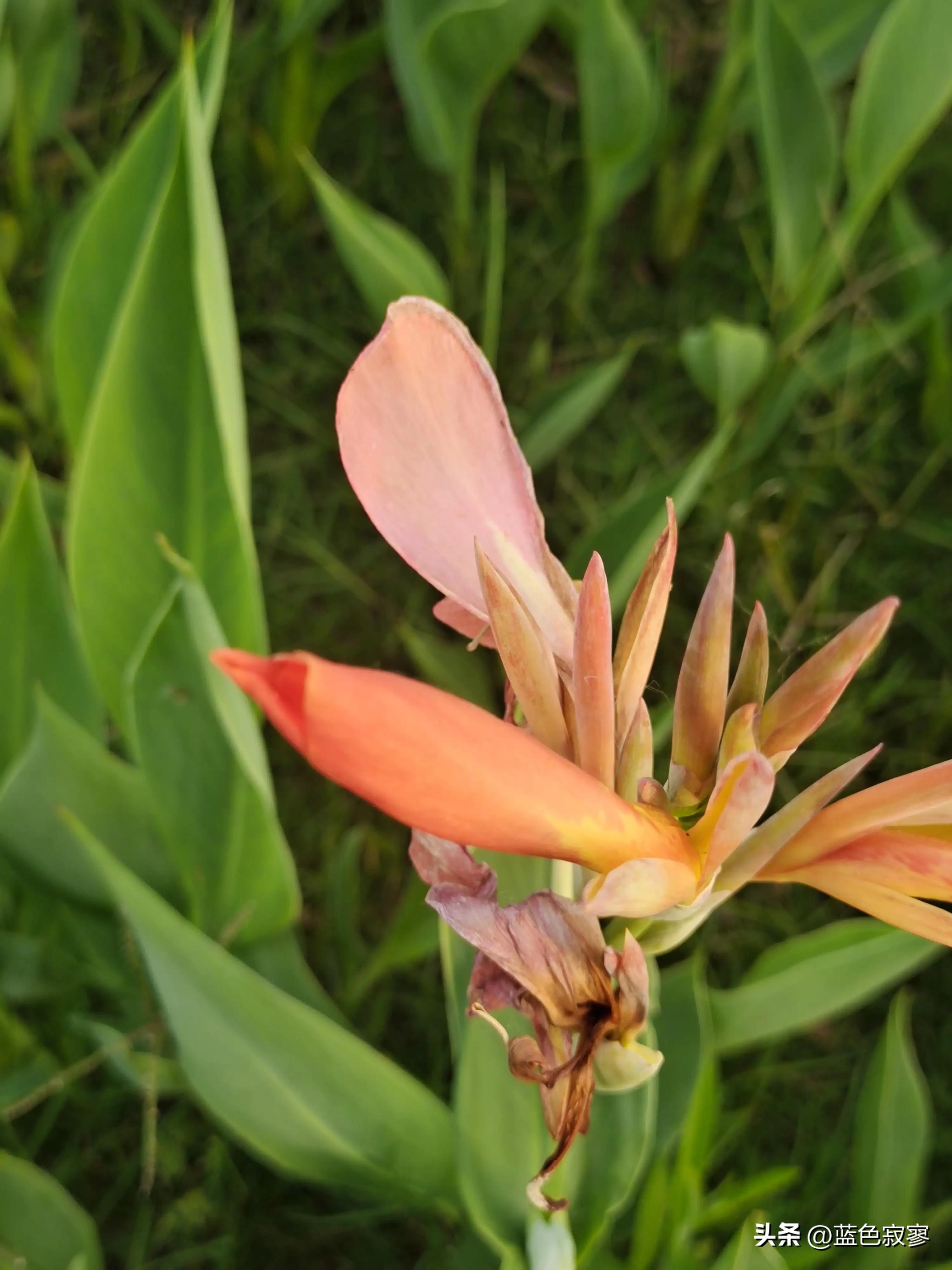 美人蕉生长环境记录,美人蕉天然的环保卫士