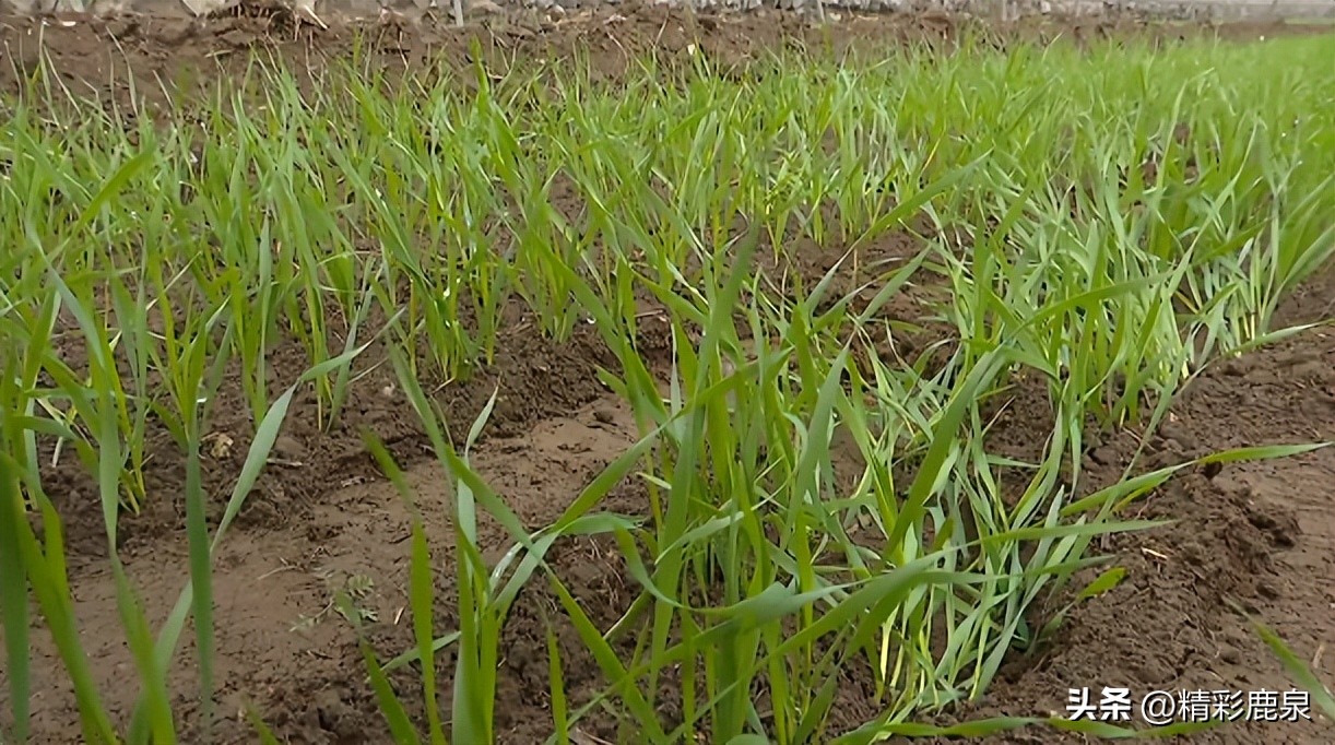 鹿泉：新型职业“新农民”，走出致富“新路子”