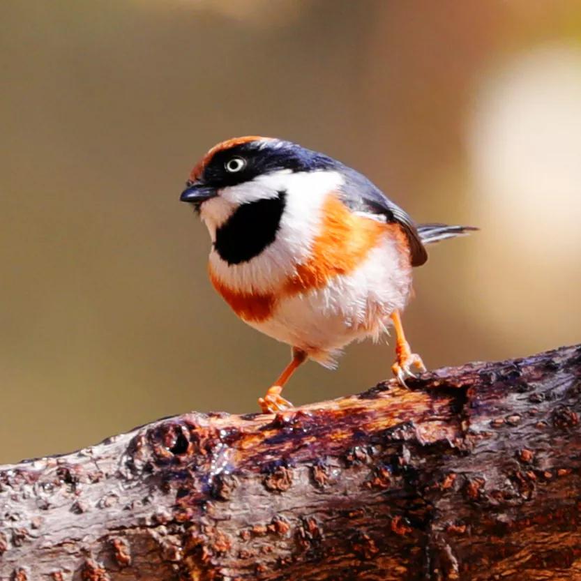 儿时电子灯笼,儿时过年灯笼