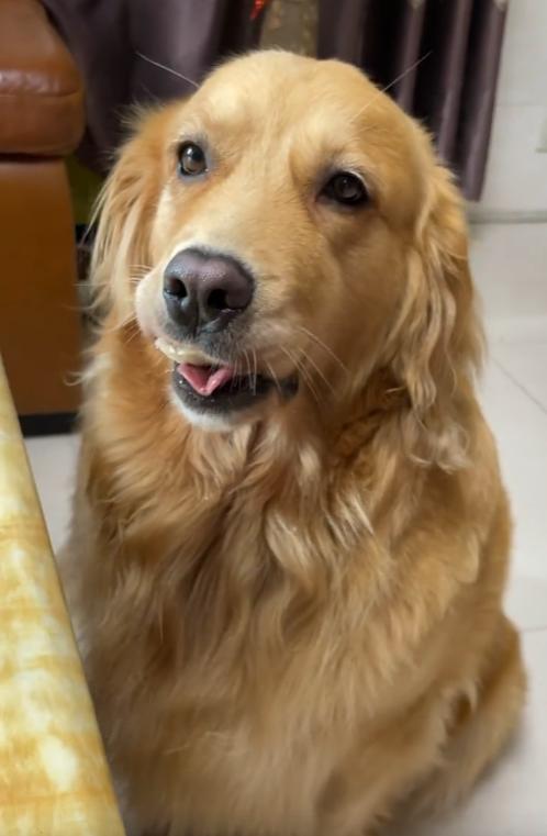 网红金毛coco到底是得了什么病,金毛coco离世原视频