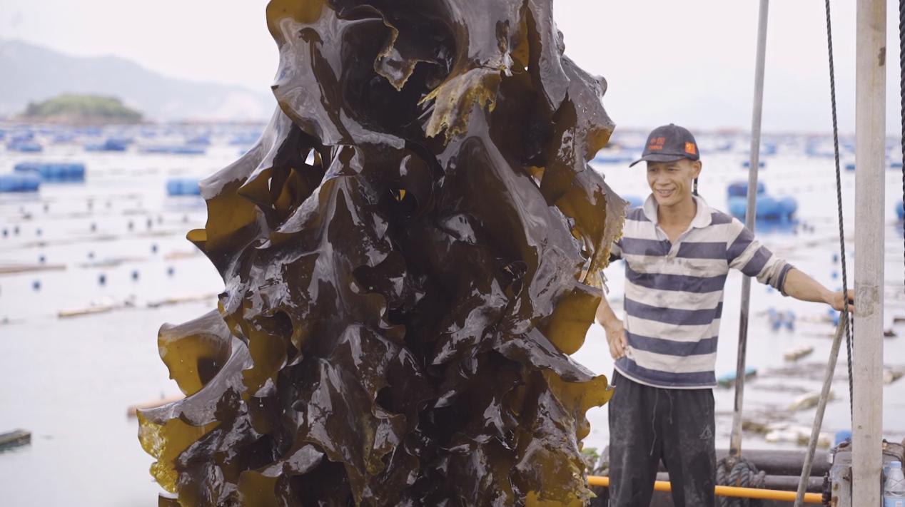 40亿大产业迎来“新势力”，新农人玩转海带经济