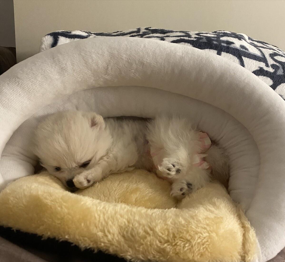 巴哥幼犬晚上一直叫怎么办,萨摩耶幼犬晚上一直叫怎么办