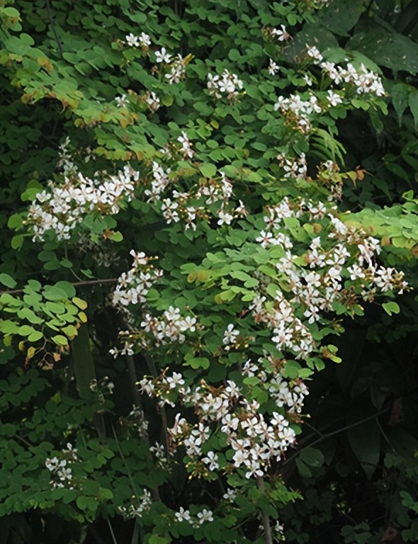 最厉害植物名称大全,5种类型植物名称