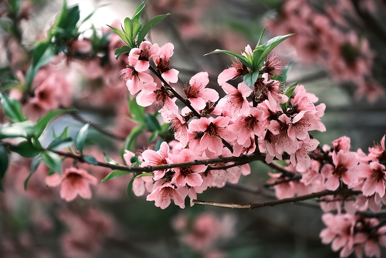 关于春天桃花的诗,一年四季桃花的诗句