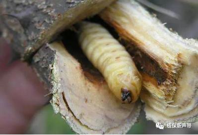 蛀干害虫为害症状识别,什么是蛀干害虫