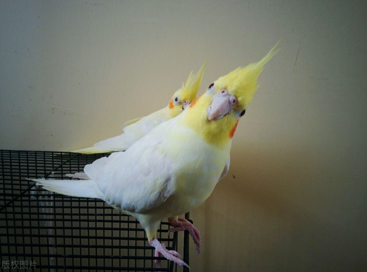 手养鸟怎么分辨鹦鹉品种,怎么分辨手养鹦鹉