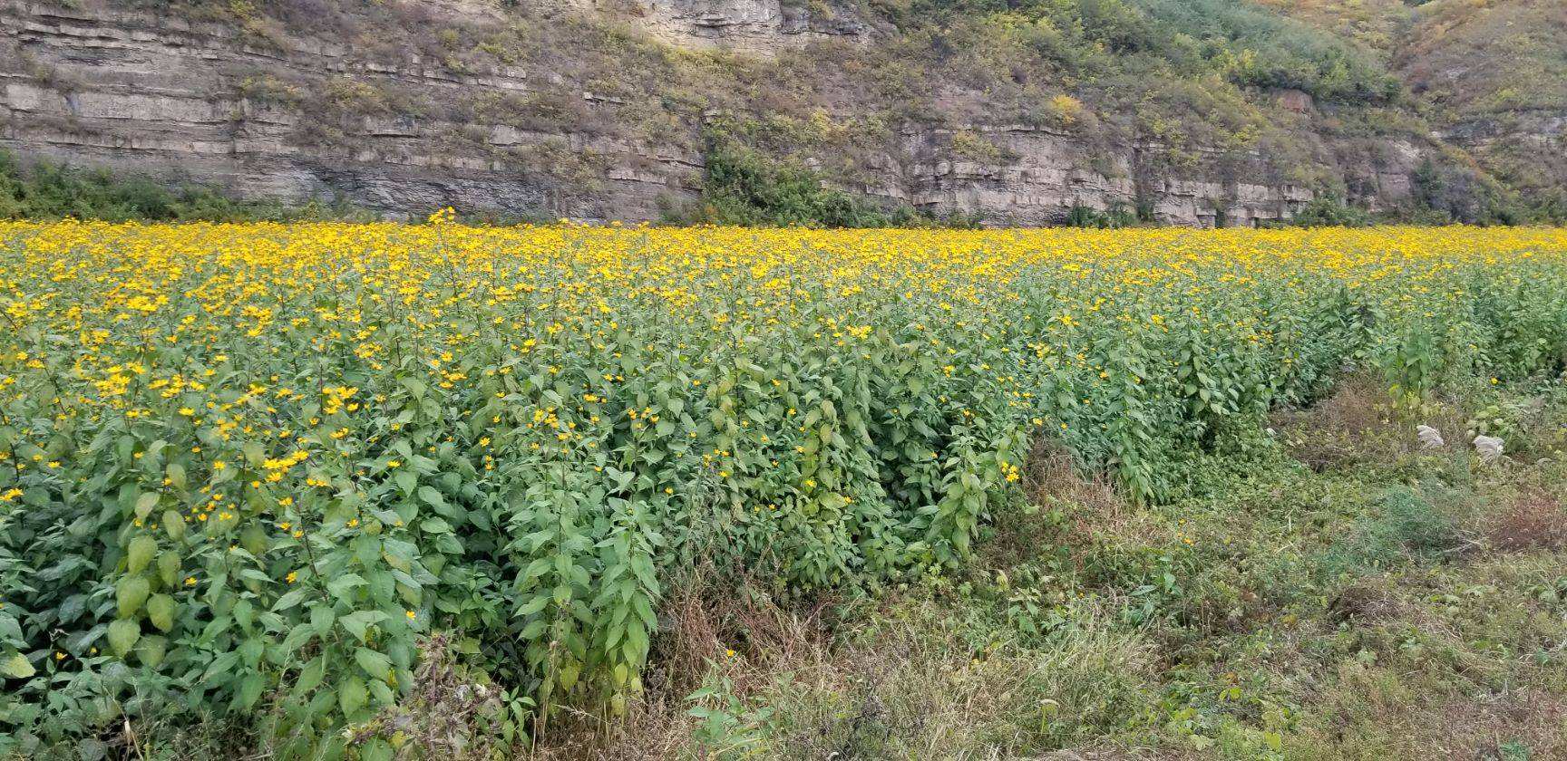 洋姜属于姜入侵物种吗,失败的入侵物种洋姜