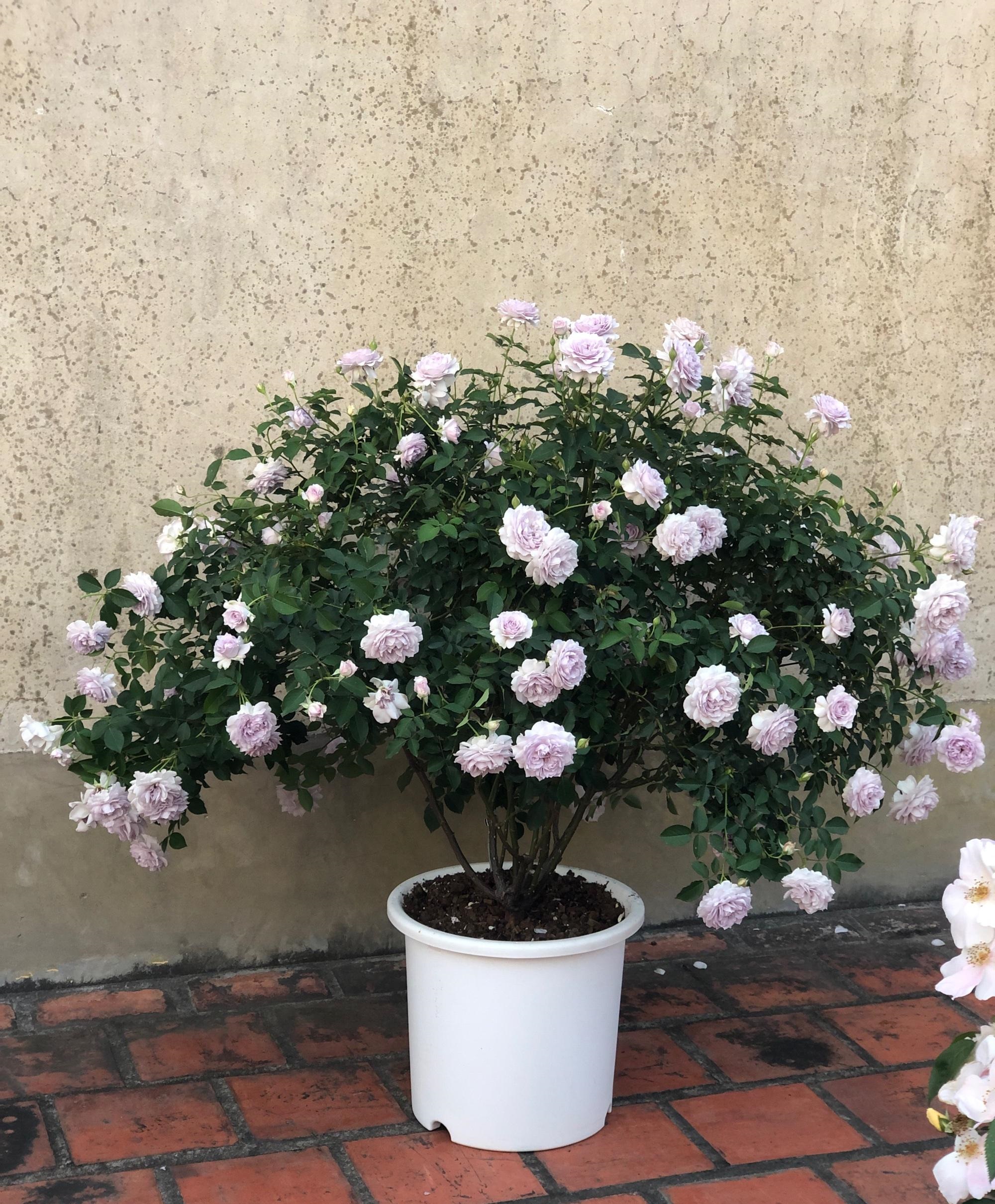 一款非常优秀的盆栽月季,月季品种完美香气