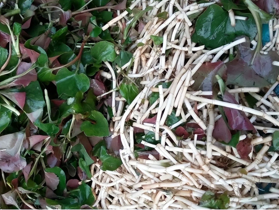 鱼腥草含一级致癌物，伤肾还致癌？折耳根还能吃吗？过度解读了！