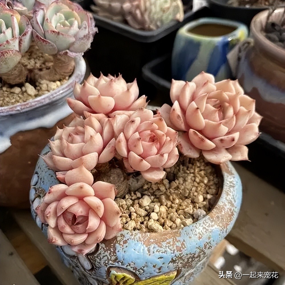 最适合室内养的十种花有哪些,4种花适合新手养漂亮好养