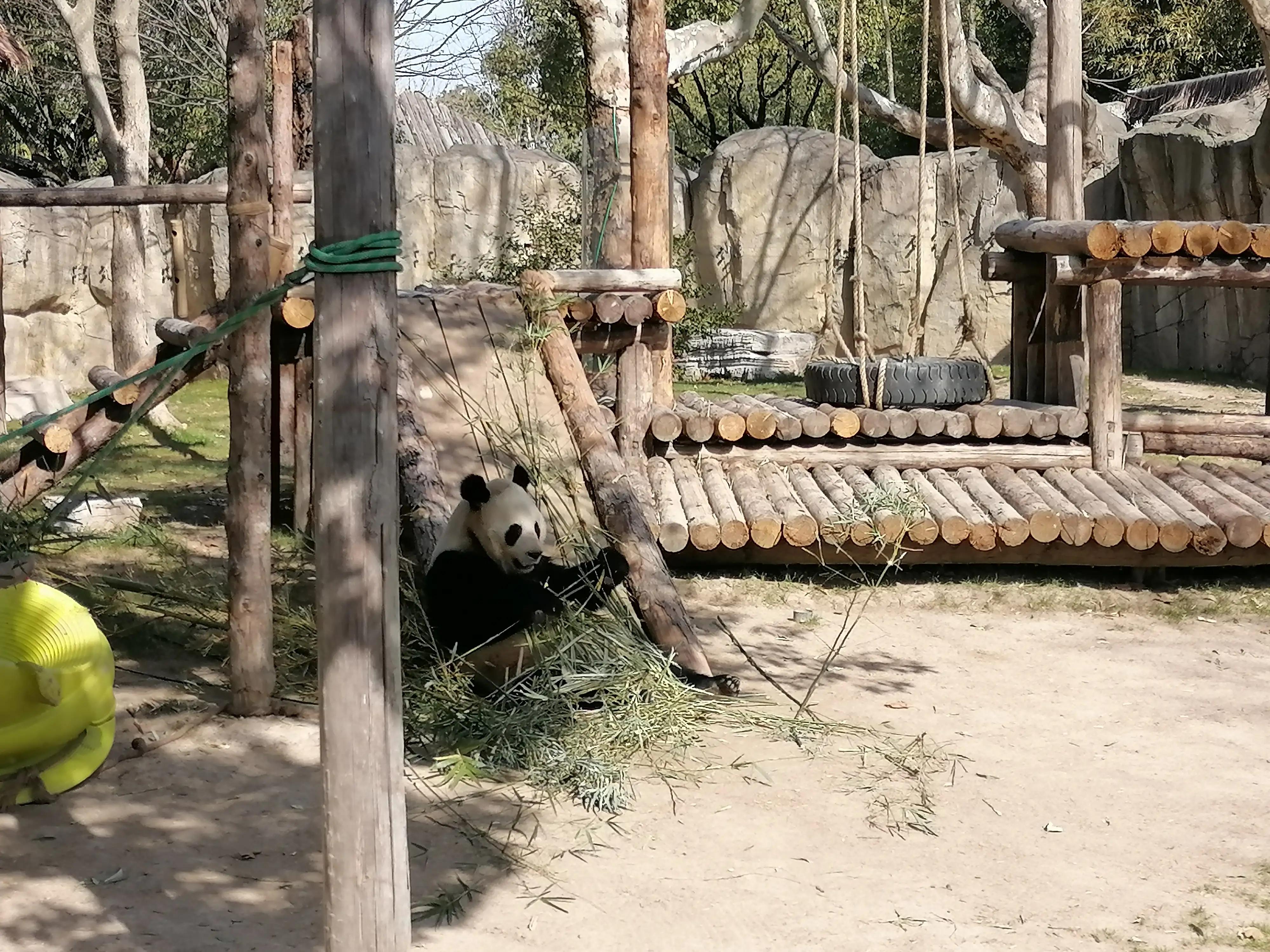 上海去大明山三日游,最新上海三日游攻略