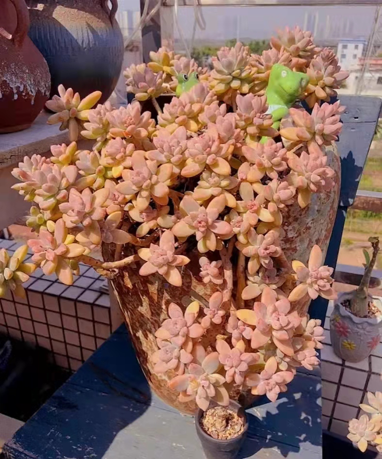 白凤大老桩多肉状态图,容易养成悬崖桩的多肉品种