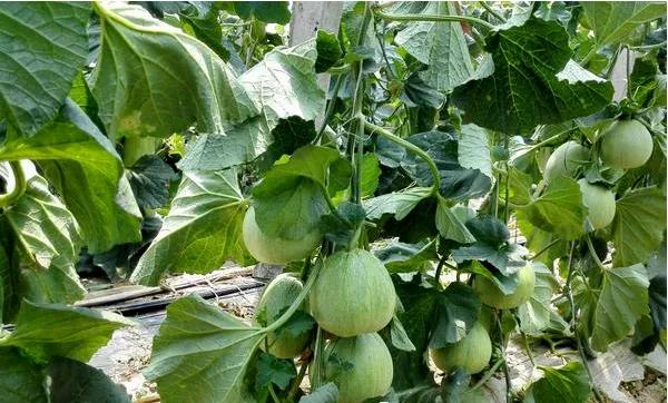 绿宝石香瓜的种植方法和注意事项,香瓜种植技术选瓜留瓜