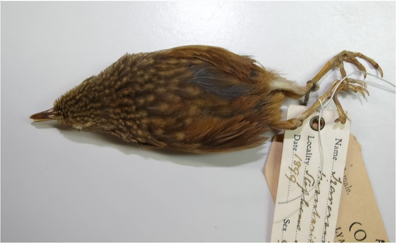 因基因变异快灭绝的动物,从远古到现在并未灭绝的动物