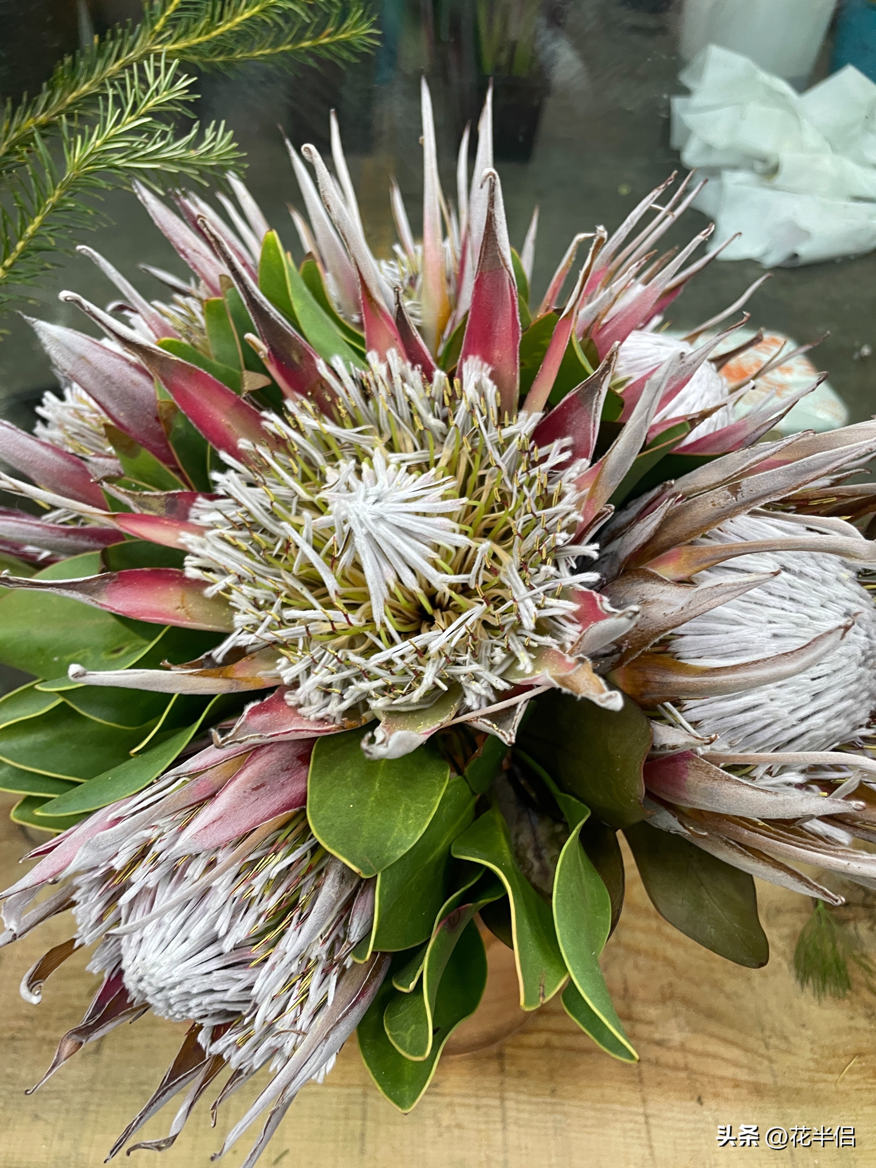 名贵花卉帝王花,帝王花中的稀有品种